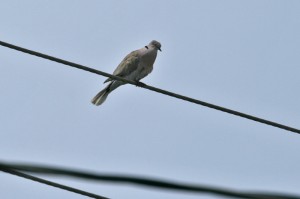 eurasian-collared-dove1