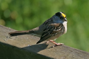 golden-crowned-sparrow1
