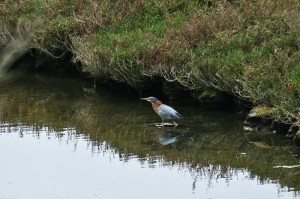 green-heron1