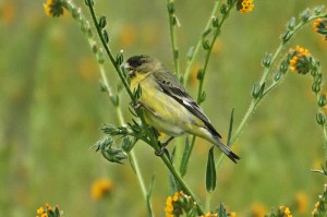 lesser-goldfinch1