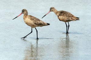 marbled-godwit1