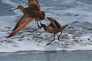 marbled-godwit2