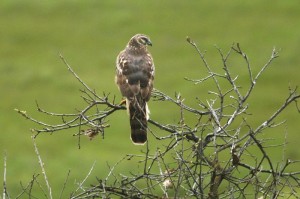 northern-harrier1[1]