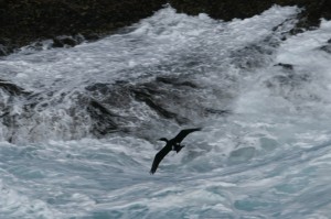 pelagic-cormorant123img_1261