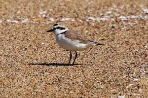 snowy-plover123img_1960