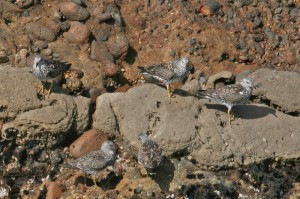 surfbird123img_1299