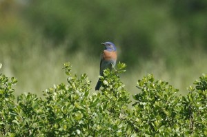 western-bluebird1