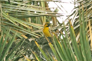 hooded-oriole11img_2503