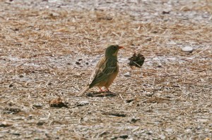 ortolansparv11