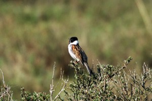 reed-bunting123