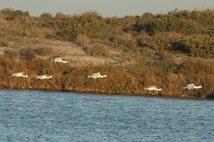 IMG_6586Eurasian-Spoonbill555