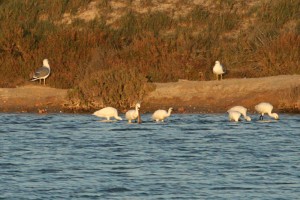 IMG_6660Eurasian-Spoonbill123