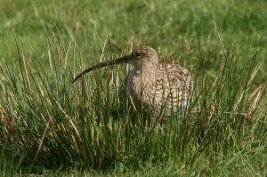 IMG_8574_storspov11