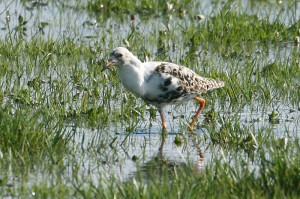 IMG_8685ruff123