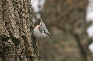 IMG_8847_nuthatch