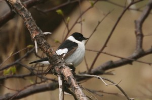 IMG_8888_Collared Flycatcher_redigerad-1