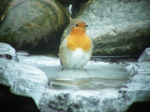 Robin